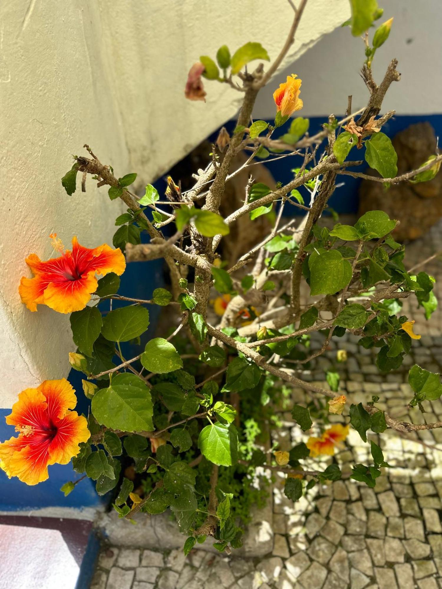לינה וארוחת בוקר אובידוס Casa Do Poco מראה חיצוני תמונה